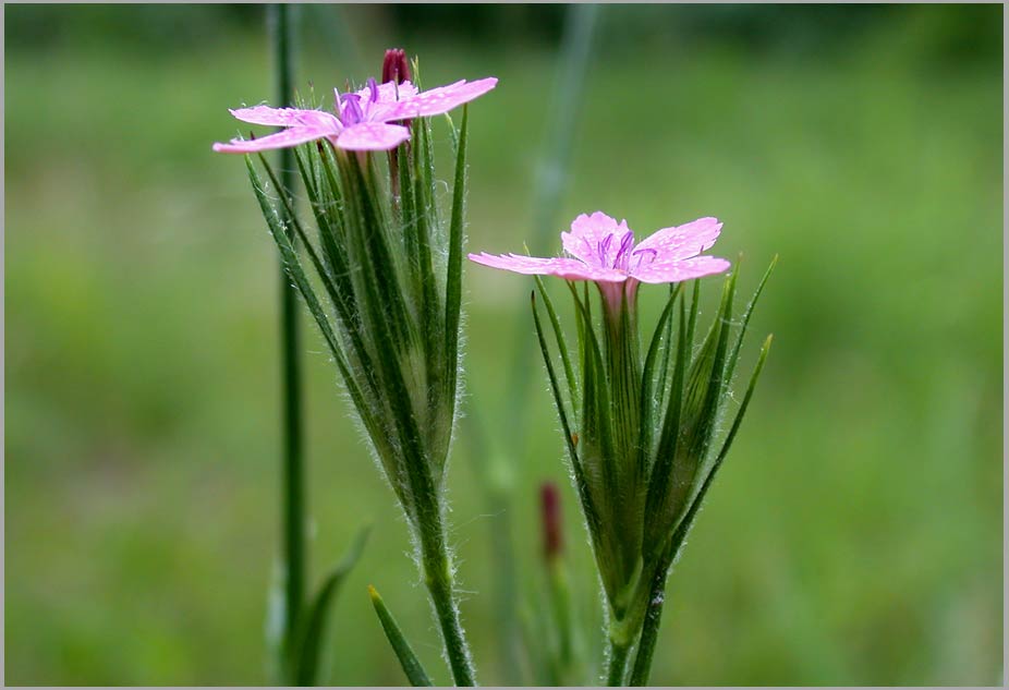 deptford pink